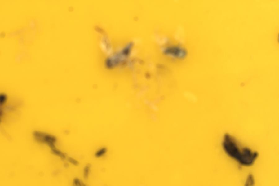 Image 33